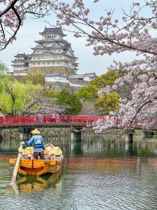 新学期に入り 桜が満開ですね🌸